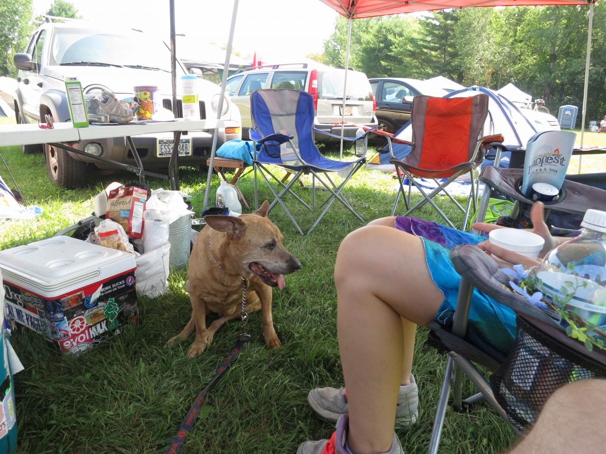 Dog Music Festival Halley